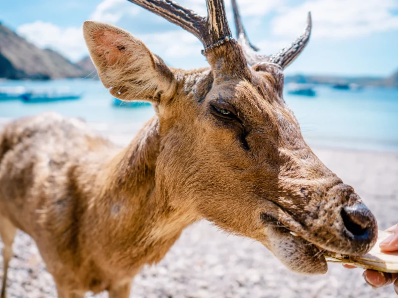 Deer-07480